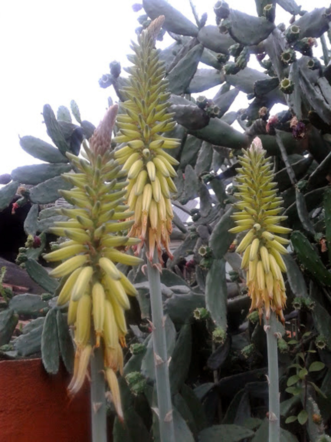 Aloe vera - Canto das Flores 7