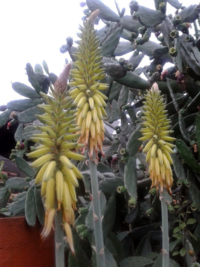 Aloe vera (L.) Burm.f. — Herbário