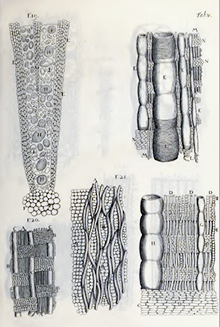 Anatome Plantarum 3