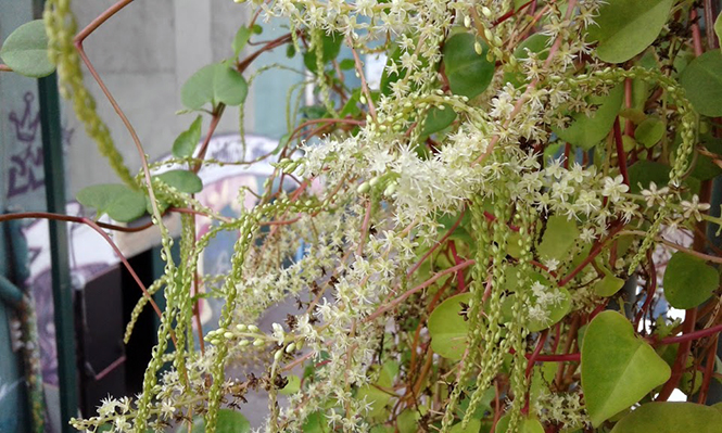 Anredera cordifolia - Canto das Flores 2