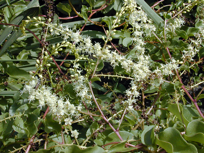 Anredera cordifolia - Canto das Flores 4 - Forest e Kim Starr