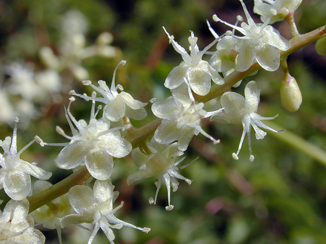 Anredera cordifolia - Canto das Flores 5 - Forest e Kim Starr