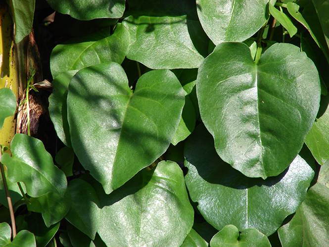 Anredera cordifolia (Ten.) Steenis — Herbário