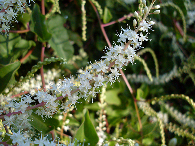 Anredera cordifolia - Canto das Flroes 6 - John Tann