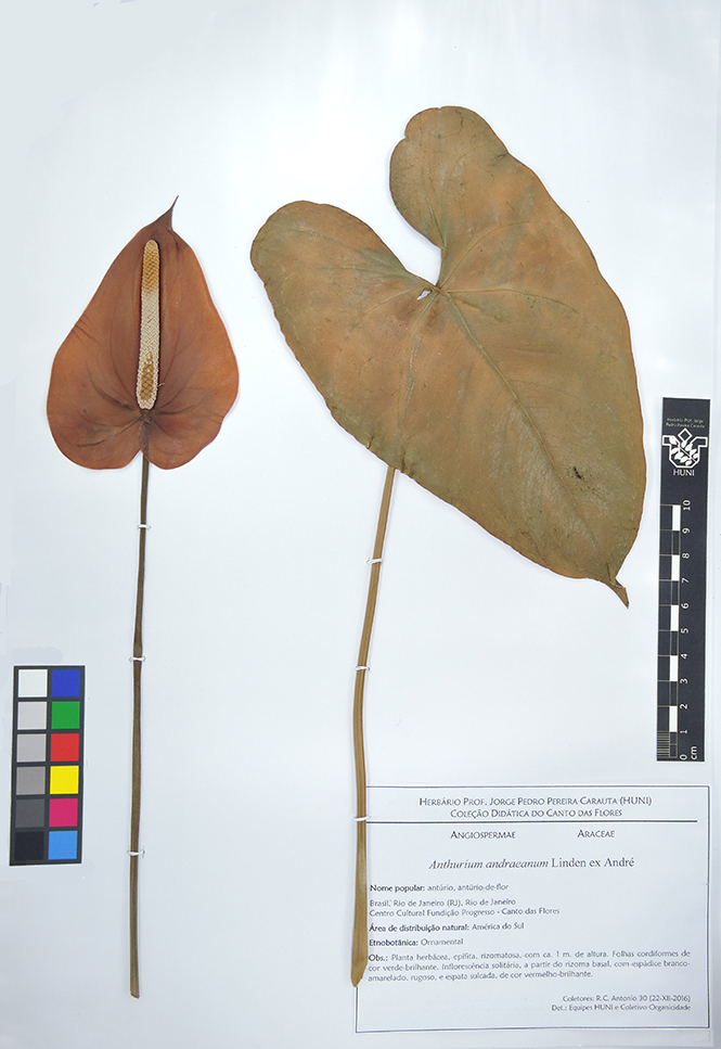 Anthurium andraeanum - exsicata