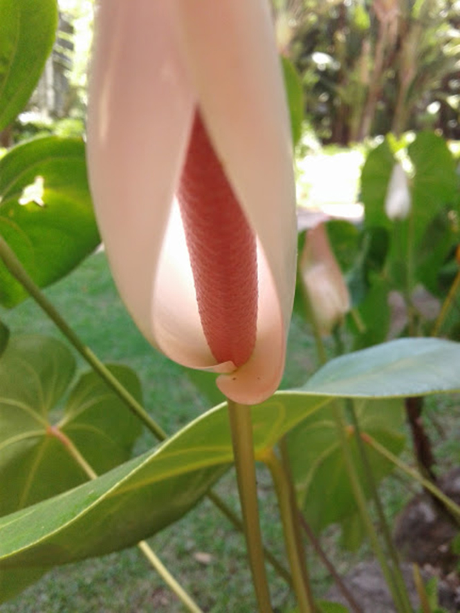 Anthurium andraeanum Linden ex André — Herbário