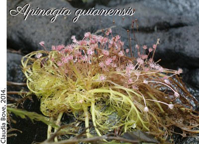 Apinagia guianensis