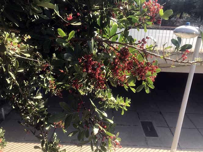 Aroeira - Schinus terebinthifolia - Canto das Flores 1