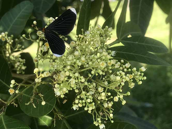 Aroeira - Schinus terebinthifolia - Canto das Flores 2