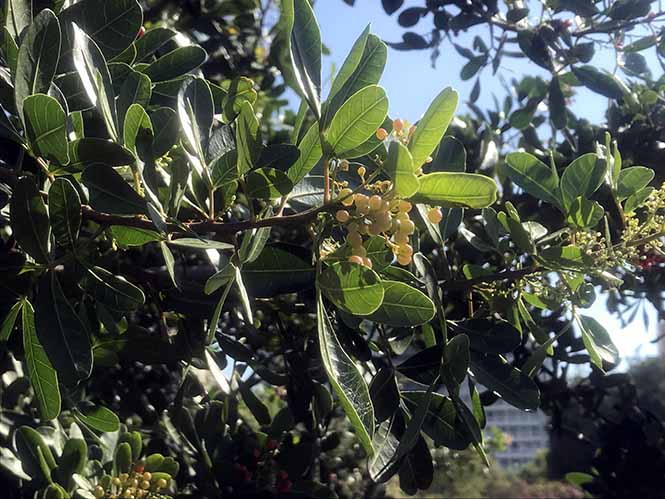 Aroeira - Schinus terebinthifolia - Canto das Flores 4