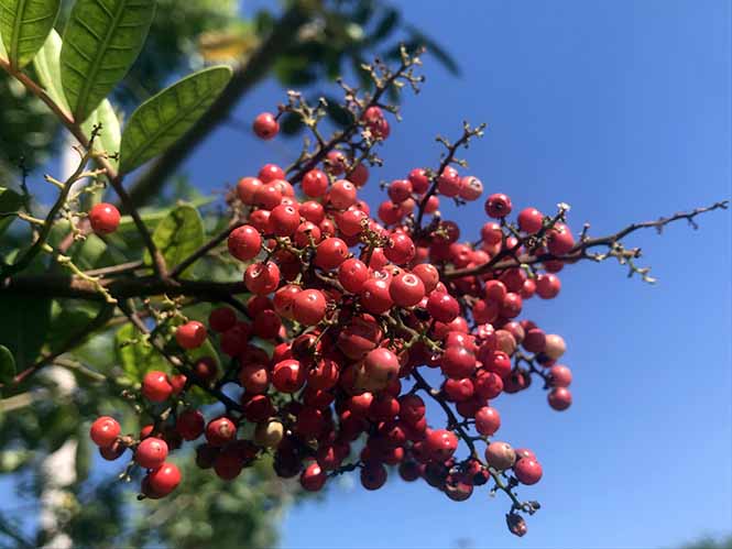 Aroeira - Schinus terebinthifolia - Canto das Flores 8