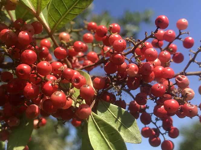 Aroeira - Schinus terebinthifolia - Canto das Flores 9