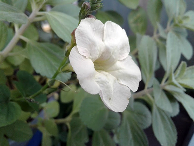 Asystasia gangetica Canto das Flores 3