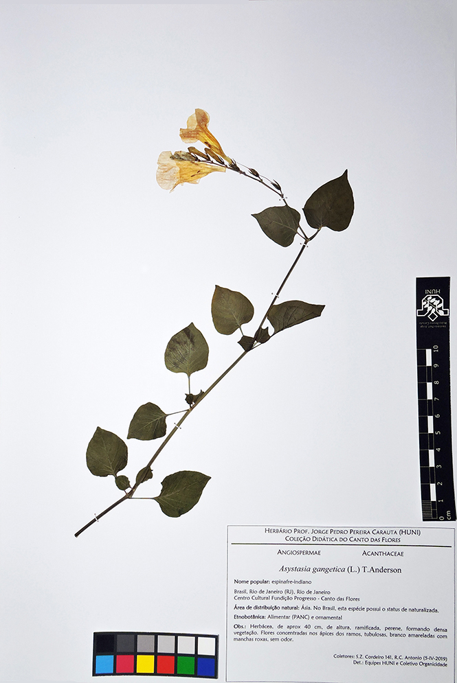 Asystasia gangetica - Exsicata