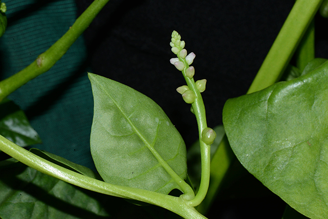 Basella alba - Canto das Flores 6 - P. Acevedo