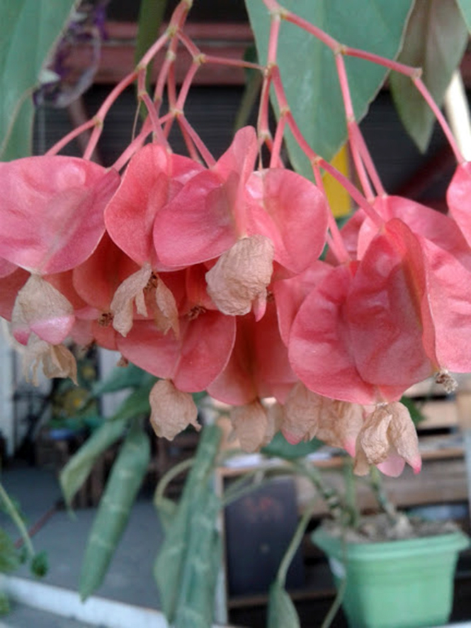 Begonia coccinea Hook. — Herbário