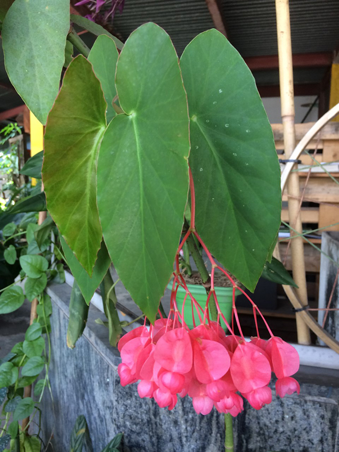 Begonia coccinea Hook. — Herbário