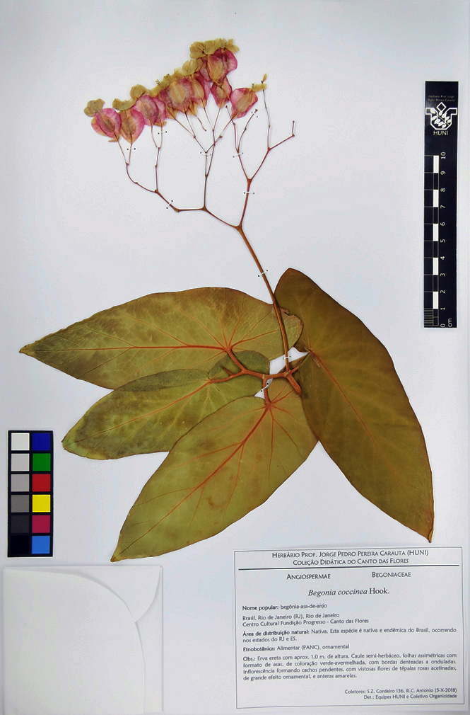 Begonia coccinea Hook. — Herbário