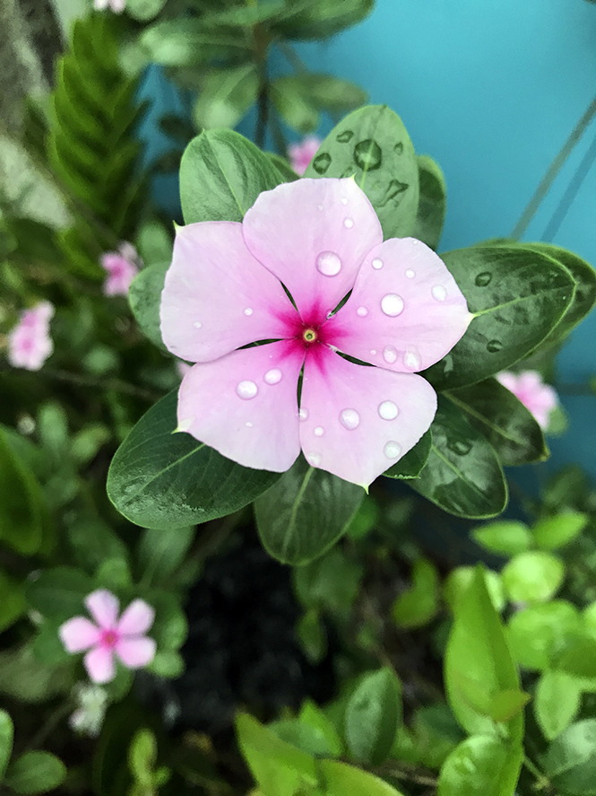 Catharanthus roseus - Canto das Flores 4