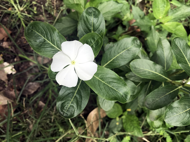 Catharanthus roseus - Canto das Flores 5