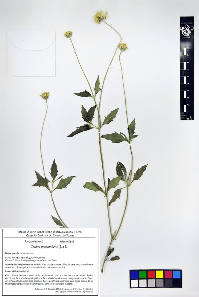 Tridax procumbens - Exsicata