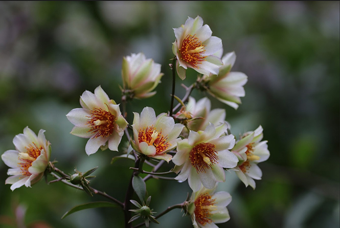 Pereskia aculeata - Alexandre Machado