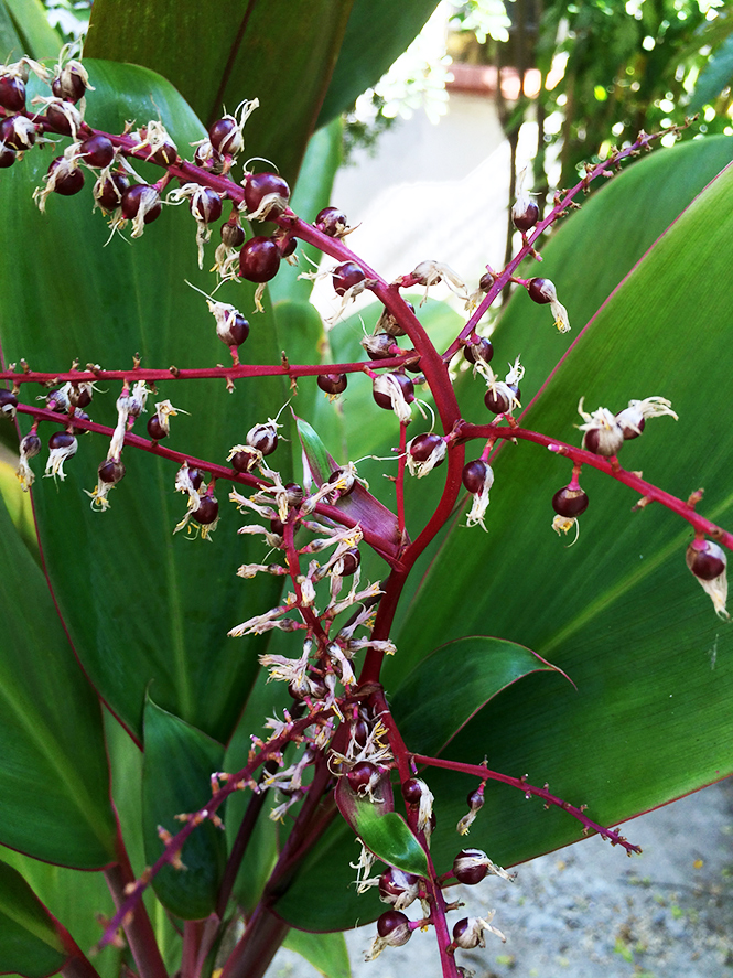 Cordyline fruticosa - Canto das Flores 2