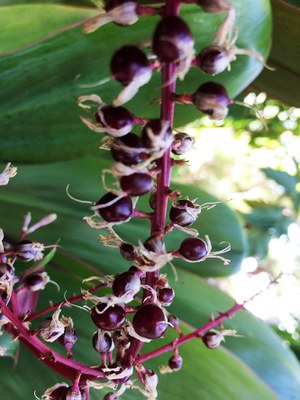 Cordyline fruticosa - Canto das Flores 3