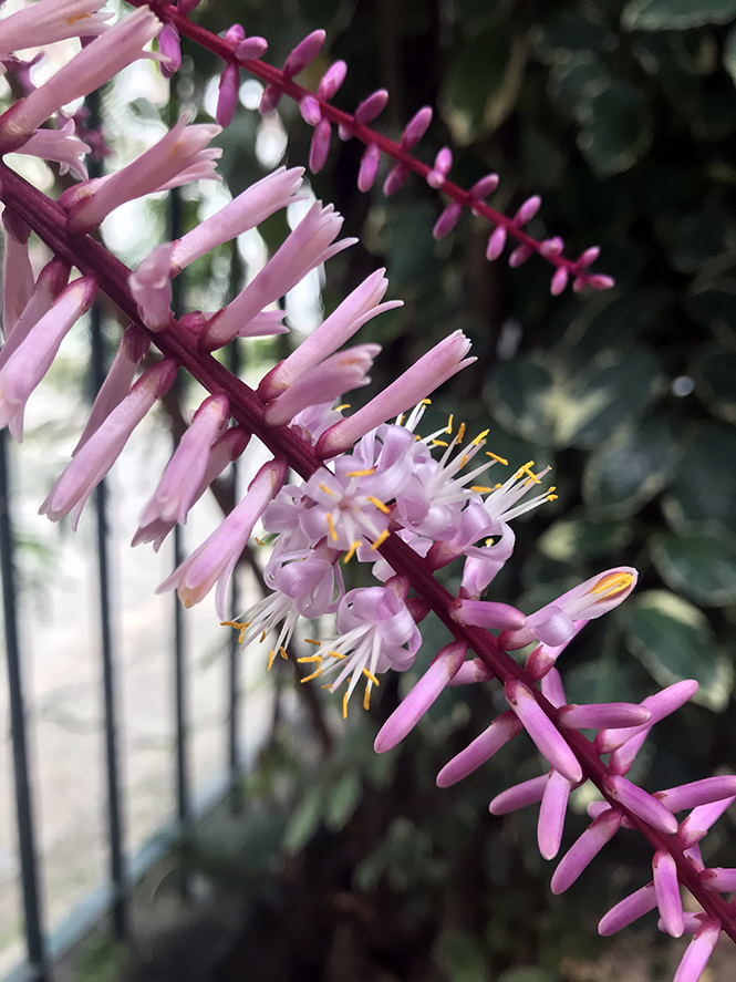 Cordyline fruticosa - Canto das Flores 5