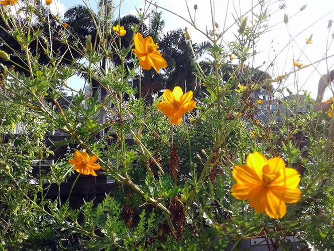 Cosmos sulphureus - Canto das Flores 1