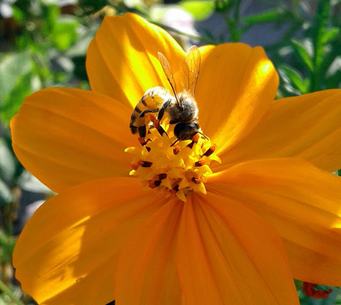 Cosmos sulphureus - Canto das Flores 4