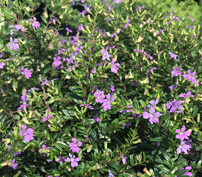 Cuphea hyssopifolia - Canto das Flores 5