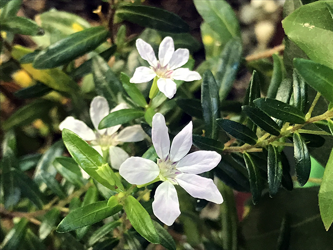 Cuphea hyssopifolia - Canto das Flores 6