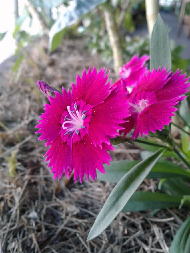 Dianthus chinensis - Canto das Flores 2