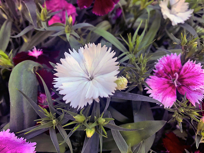 Dianthus chinensis - Canto das Flores 3