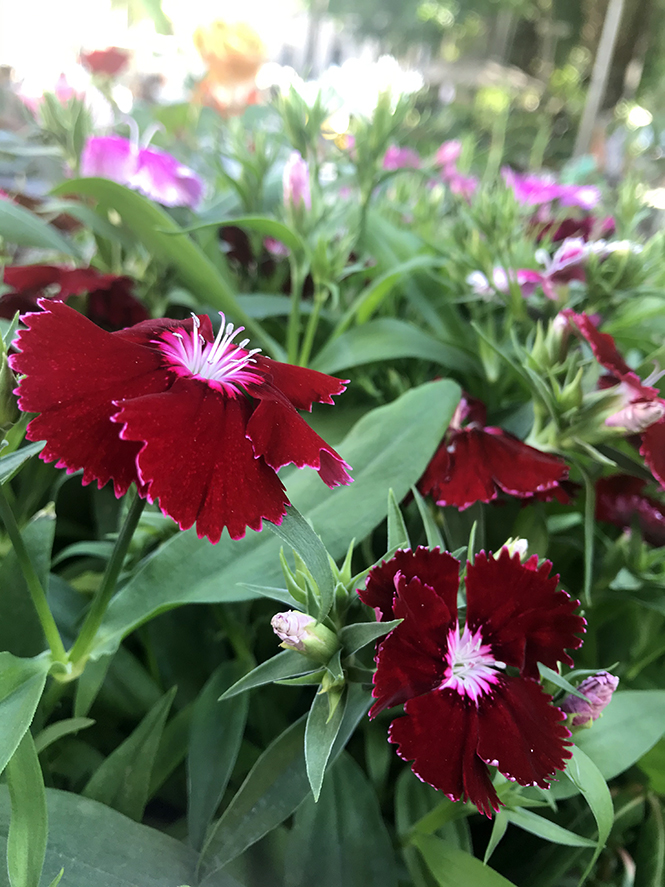 Dianthus chinensis - Canto das Flores 4