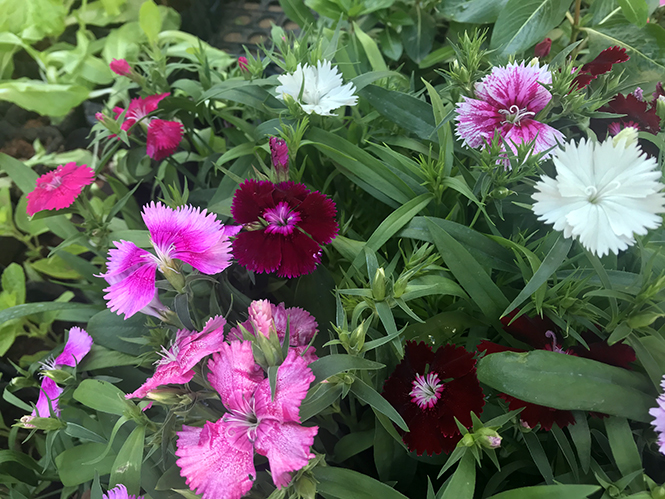 Dianthus chinensis - Canto das Flores 6