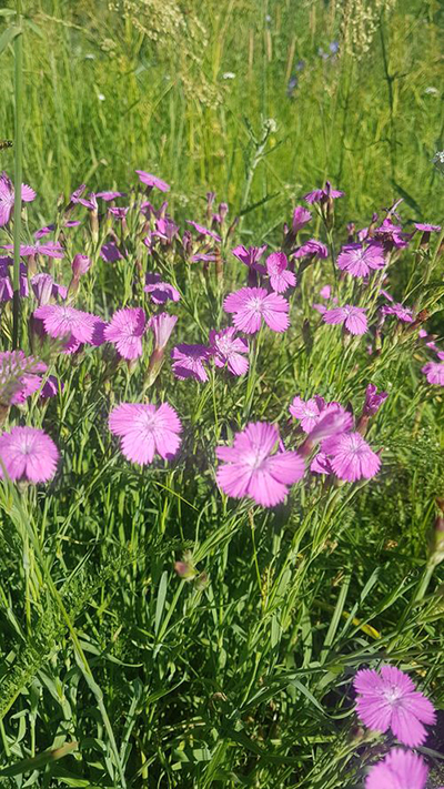 Dianthus chinensis - Olga