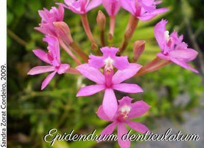 Epidendrum denticulatum 2