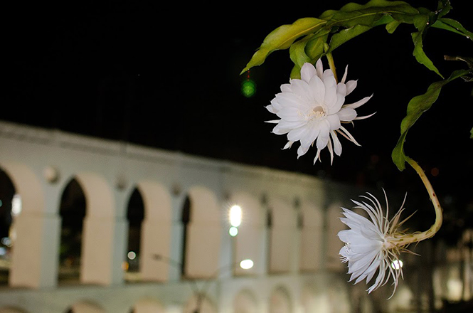 A DAMA DA NOITE - epiphyllum oxypetalum, 20 dias aproximada…