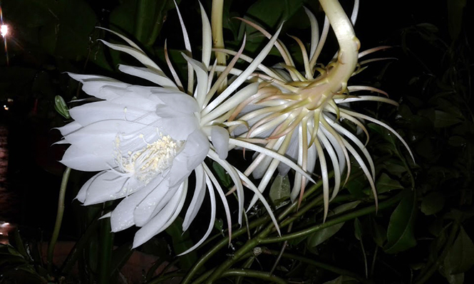 Epiphyllum oxypetalum (DC.) Haw. — Herbário