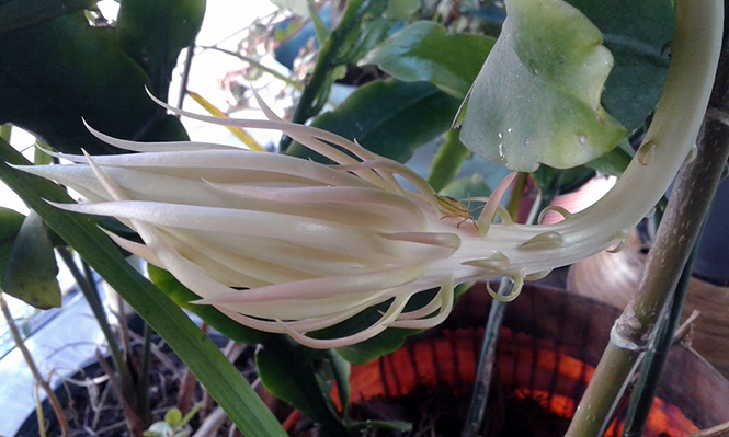 Epiphyllum oxypetalum (DC.) Haw. — Herbário