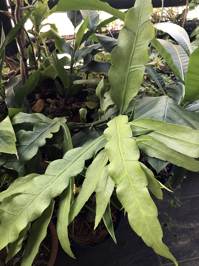 Epiphyllum oxypetalum (DC.) Haw. — Herbário