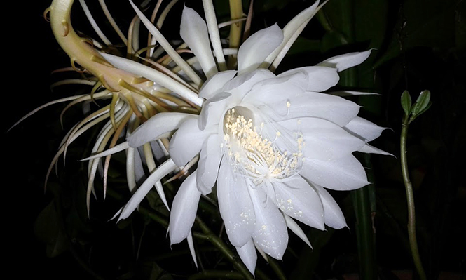 Mudas De Dama Da Noite 06 Cores Epiphyllum Oxypetallum Branca, Pegasus  Fucsia, Flirtation Rosa-bebê, Hookeri Branca, Ackermanni Vermelha e