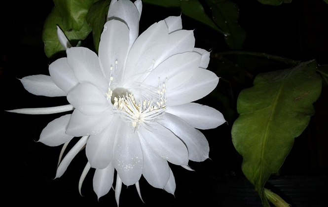 Epiphyllum oxypetalum - Canto das Flores 9