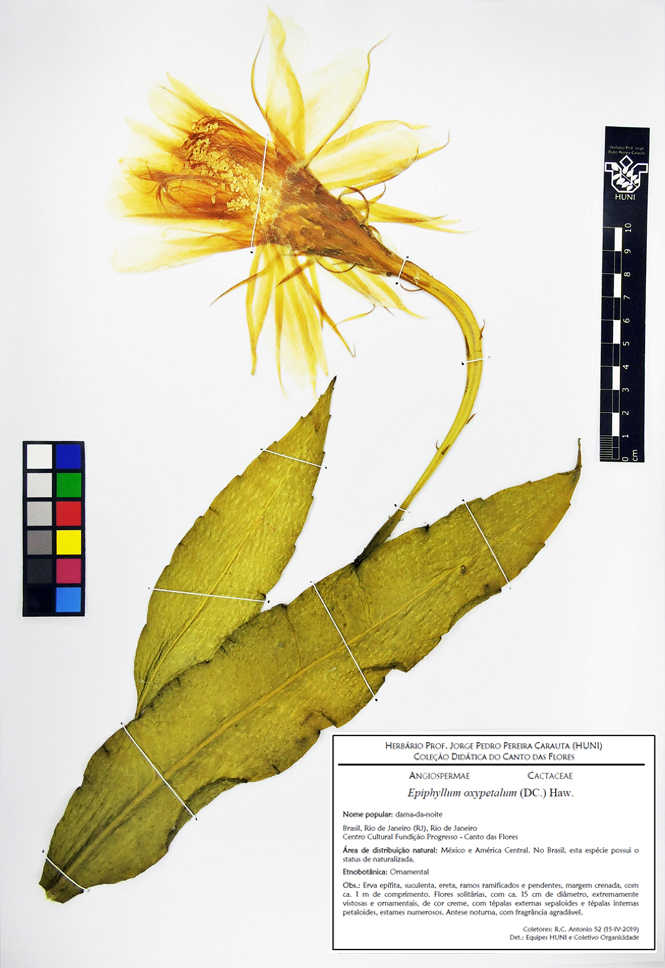 Flor dama da noite: 3 dicas para cuidar da Epiphyllum oxypetalum.