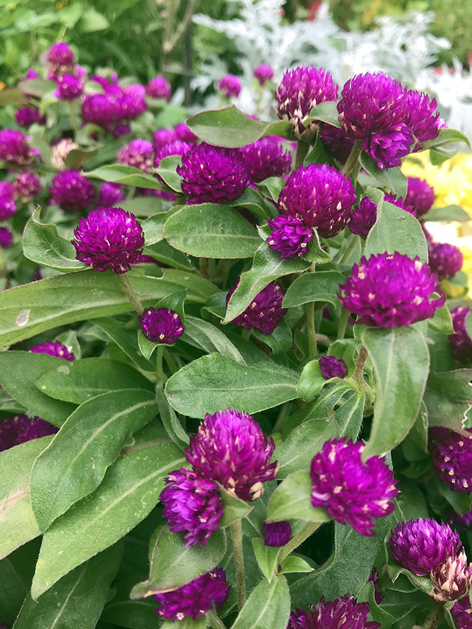 Gomphrena globosa - Canto das Flores 1