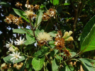 Gymnanthemum amygdalinum - Forestowlet