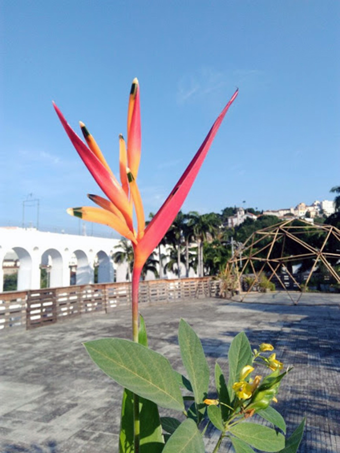 Heliconia psittacorum - Canto das Flores 1