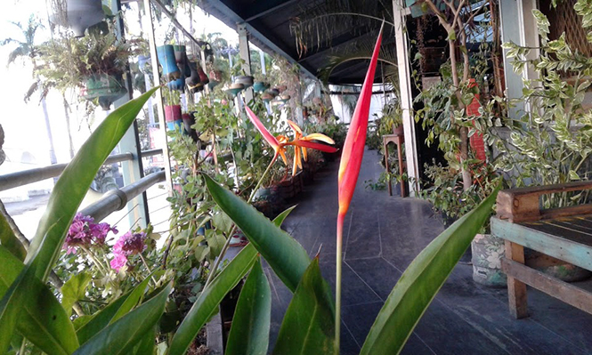 Heliconia psittacorum - Canto das Flores 4